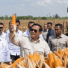 Prabowo Klaim Swasembada Beras dan Jagung Capai Kemajuan dalam 19 Bulan