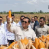 Prabowo Klaim Swasembada Beras dan Jagung Capai Kemajuan dalam 19 Bulan