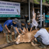 Dusun Krajan Banjarnegara Potong 52 Sapi dan 339 Kambing saat Iduladha