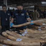 Polda Riau Bongkar Aliran Dana Rp1,87 Miliar dari Kasus Perdagangan Gading Gajah