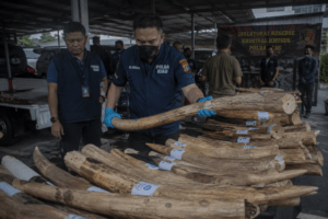 Polda Riau Bongkar Aliran Dana Rp1,87 Miliar dari Kasus Perdagangan Gading Gajah