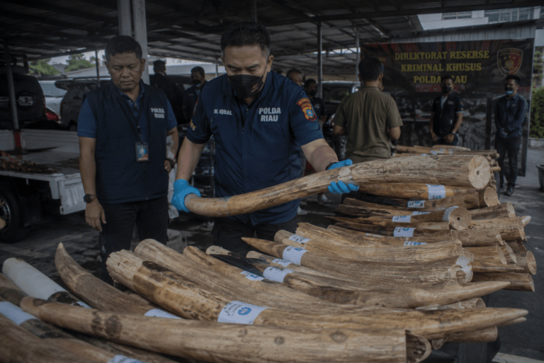 Polda Riau Bongkar Aliran Dana Rp1,87 Miliar dari Kasus Perdagangan Gading Gajah