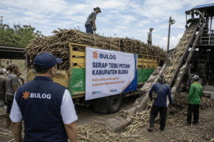 Bulog Turun Tangan Dukung Penyaluran Tebu Petani Blora agar Panen Tidak Tersendat
